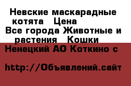 Невские маскарадные котята › Цена ­ 15 000 - Все города Животные и растения » Кошки   . Ненецкий АО,Коткино с.